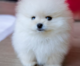 Pomeranian Puppies For Sale Seaside Pups
